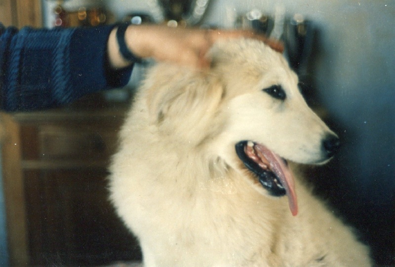 Chiens étrangers utilisés par l'élevage