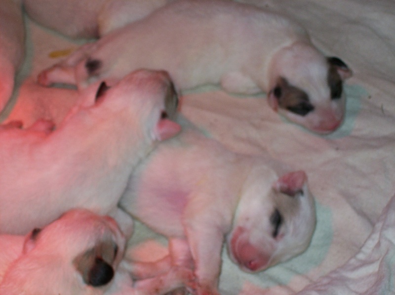 CHIOTS (divers)